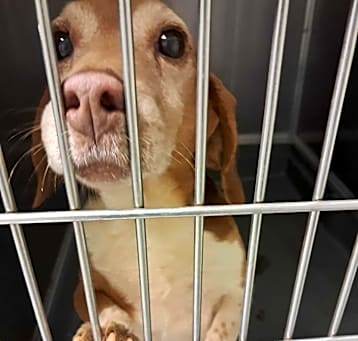 Photo of 5/14/25 Crocker Hill Rd. Stray