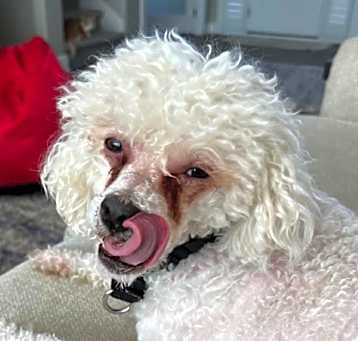 Photo of Max