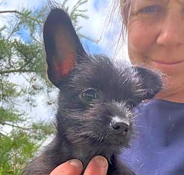 Photo of Roo