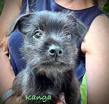 Photo of Kanga