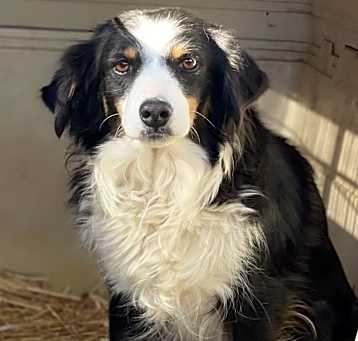 Photo of Daisy (mini Aussie)