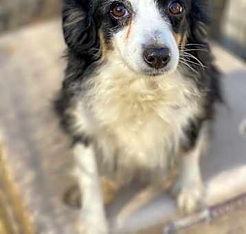 Photo of Lilly (mini Aussie)