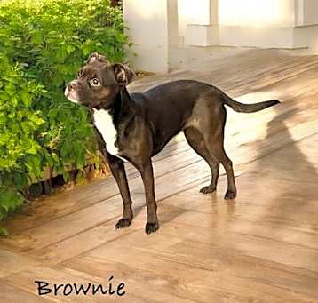 Photo of Brownie