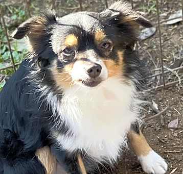 Photo of Junior (mini Aussie)