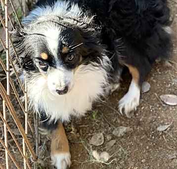 Photo of Solo (mini Aussie)