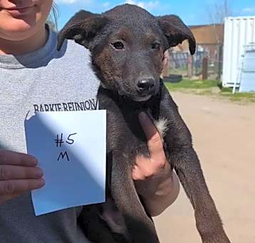 Photo of Kahlua