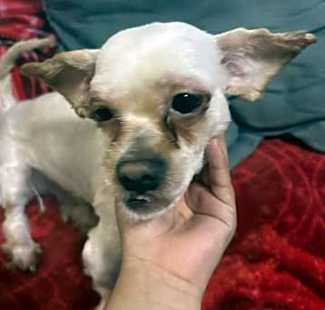 Photo of Loki