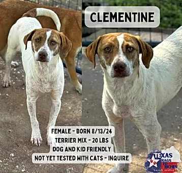Photo of Clementine
