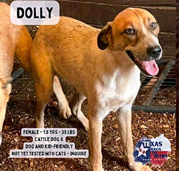Photo of Dolly