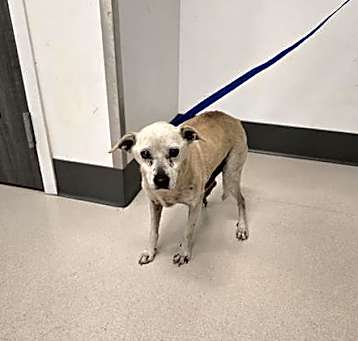 Photo of PETEY