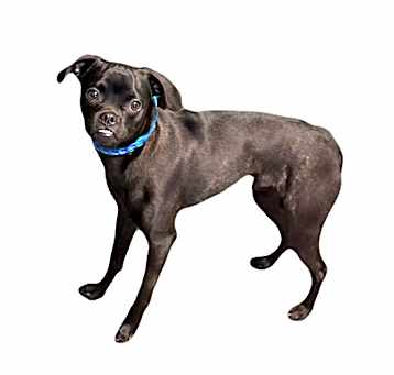 Photo of Slick