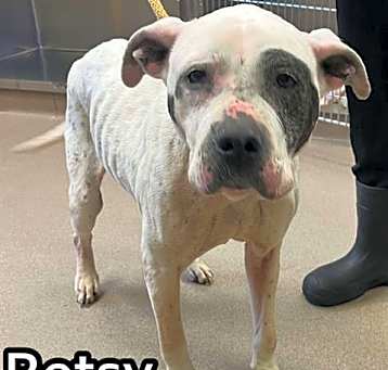 Photo of BETSY