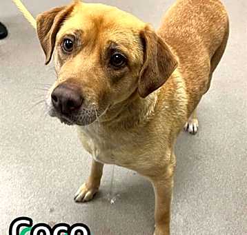 Photo of COCO