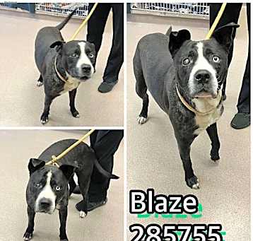 Photo of BLAZE