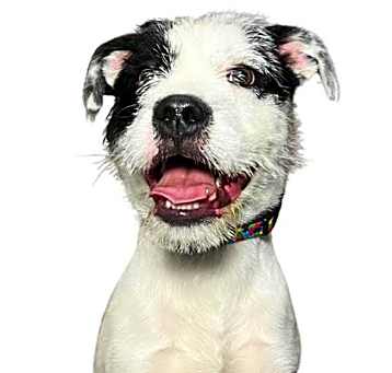 Photo of Poncho
