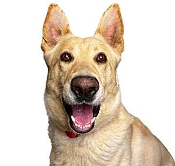 Photo of Maverick