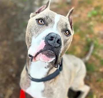 Photo of Maestro