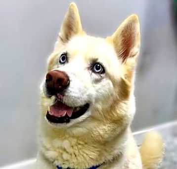 Photo of Casper