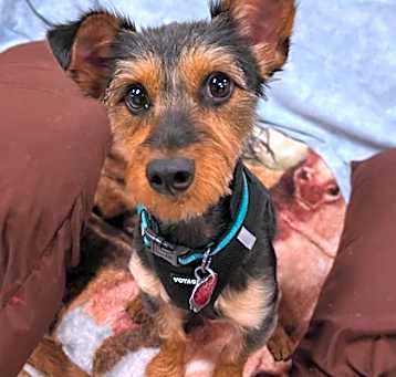 Photo of Remy