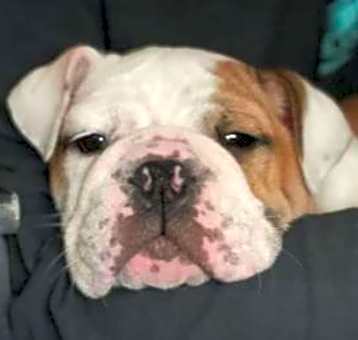 Photo of Bubba