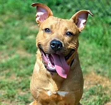 Photo of MR. PICKLES