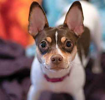 Photo of Coco