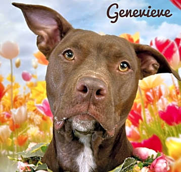 Photo of Genevieve