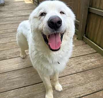 Photo of Hoss