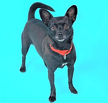 Photo of Bela