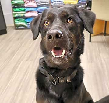 Photo of Shadow