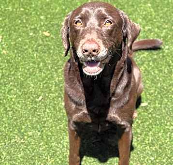 Photo of Chip 5247
