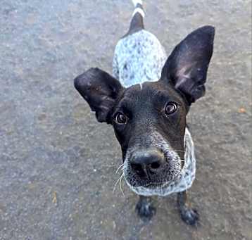 Photo of Mauser