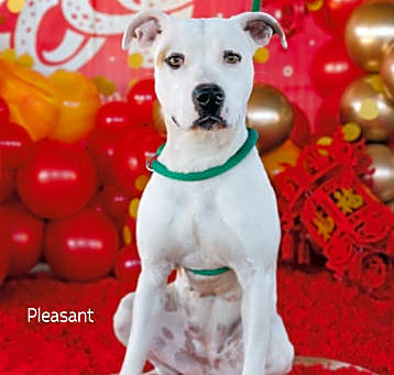 Photo of Tilly