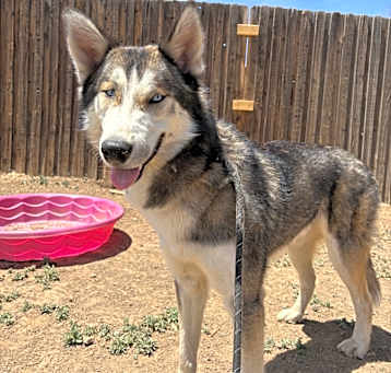 Photo of Maverick - dog friendly husky!