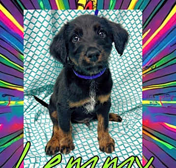 Photo of Lemmy