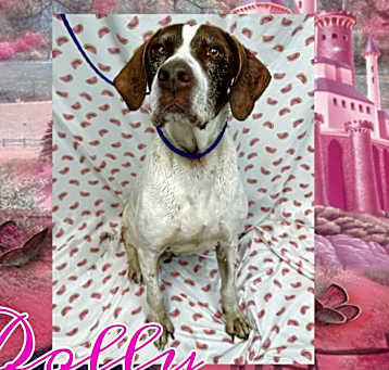 Photo of Dolly