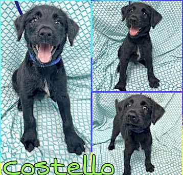 Photo of Costello