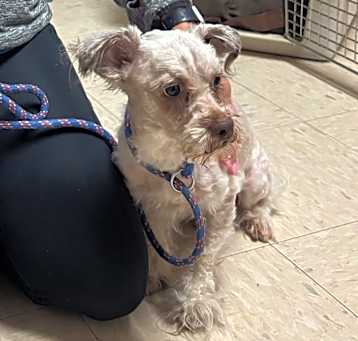 Photo of Scrappy