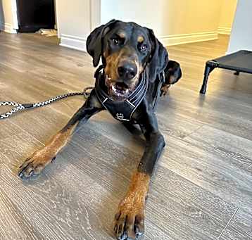Photo of Bruno