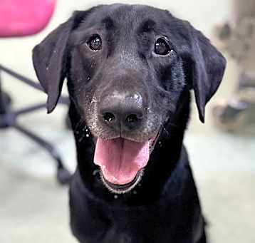 Photo of Bocephus (Beau)