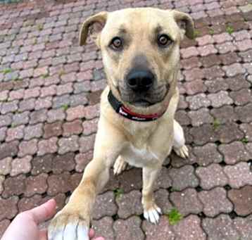 Photo of Scout