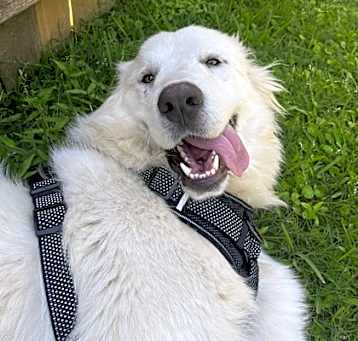 Photo of Clyde