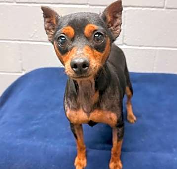 Photo of Bitsy