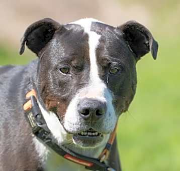 Photo of Spike