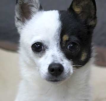 Photo of Roxy
