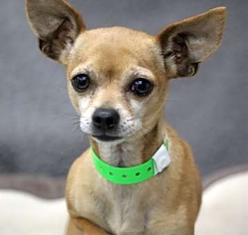 Photo of Peanut