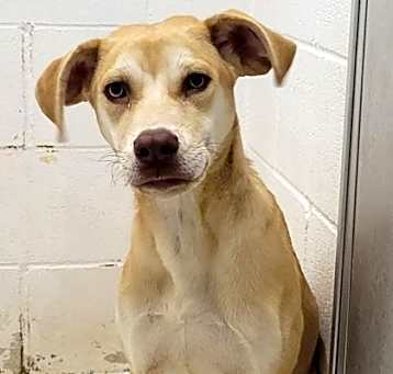 Photo of Goldie