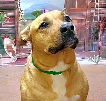 Photo of Bella