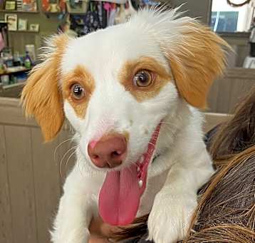 Photo of Joe Cocker Spaniel