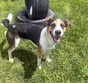 Photo of Petey